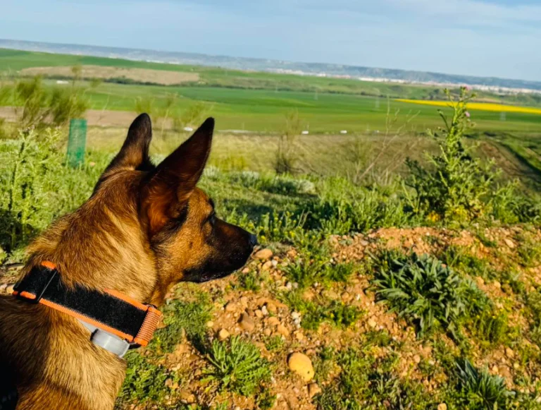 Disfrutando de la Naturaleza: Beneficios para Nuestros Perros